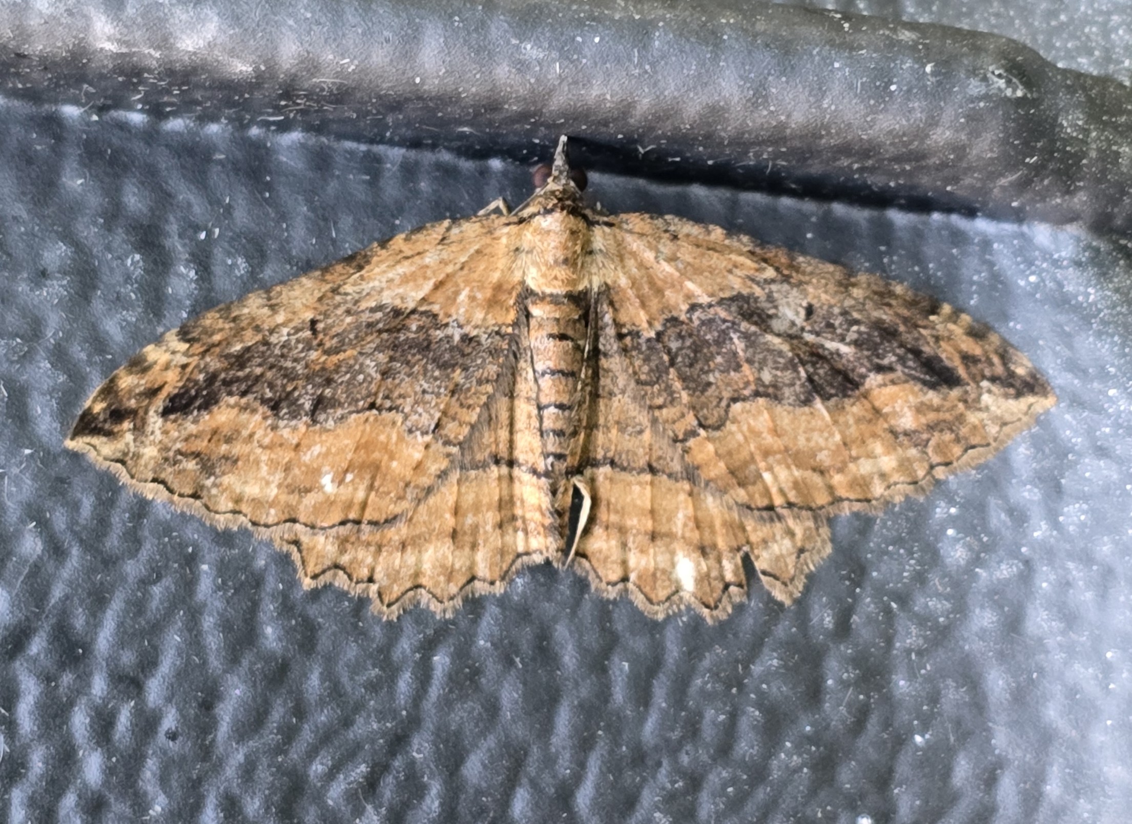 Photo of Dark Umber (Philereme transversata)